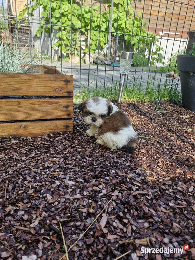Shih tzu sprzedam