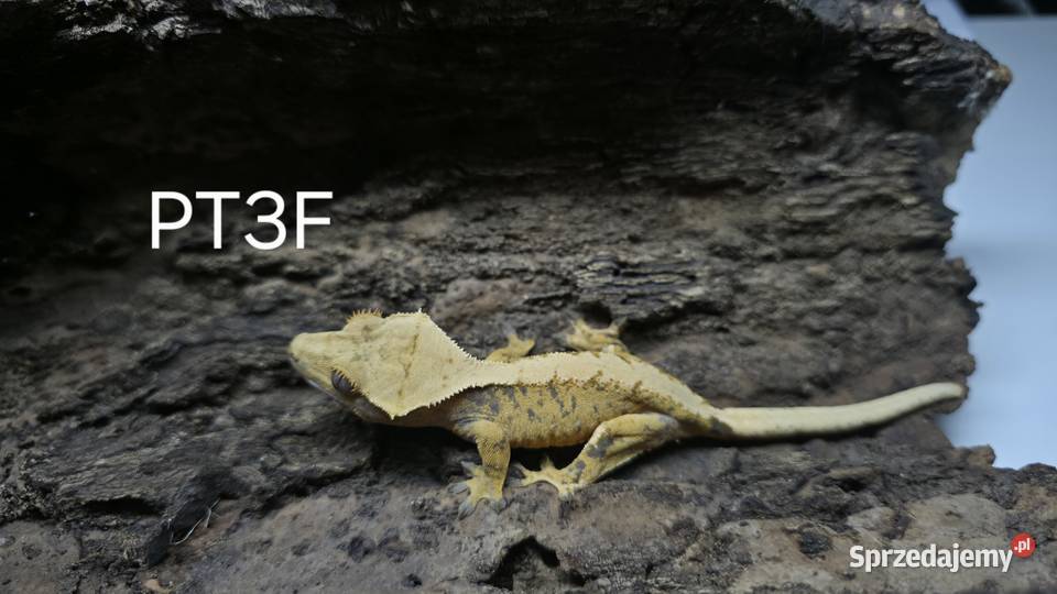 Gekon Orzesiony samica Terrarium Gekony świętokrzyskie