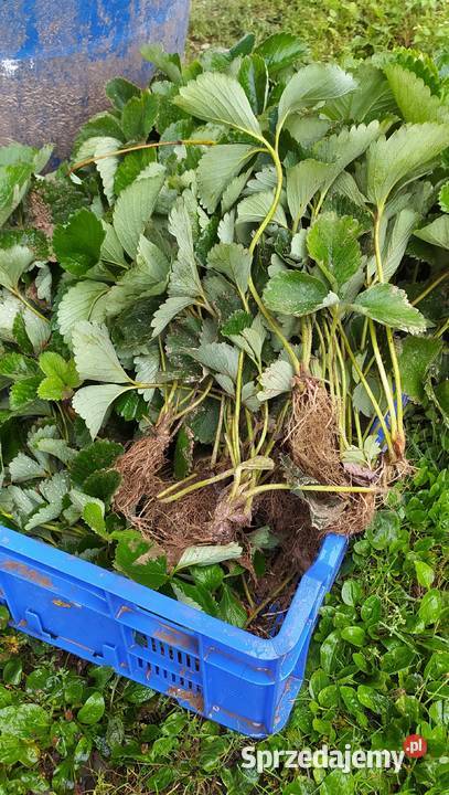 Sadzonki truskawki rumba Rybczewice Pierwsze