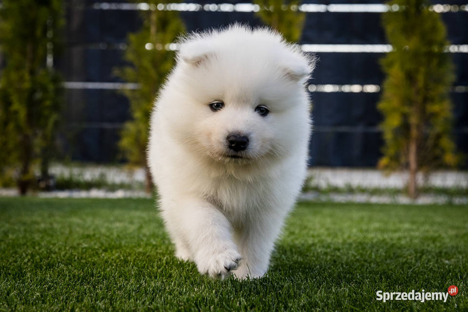 Samoyed ZKwPFci Brodowo