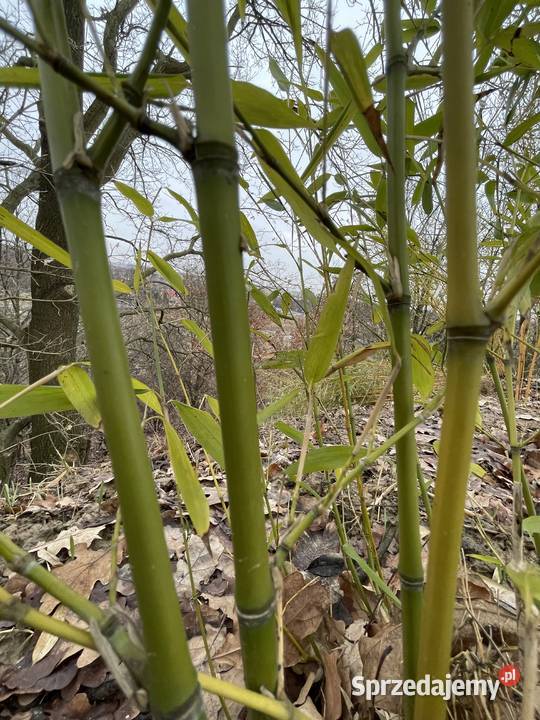 Bambus Phyllostachys Rubromarginata 75l małopolskie Szczyglice