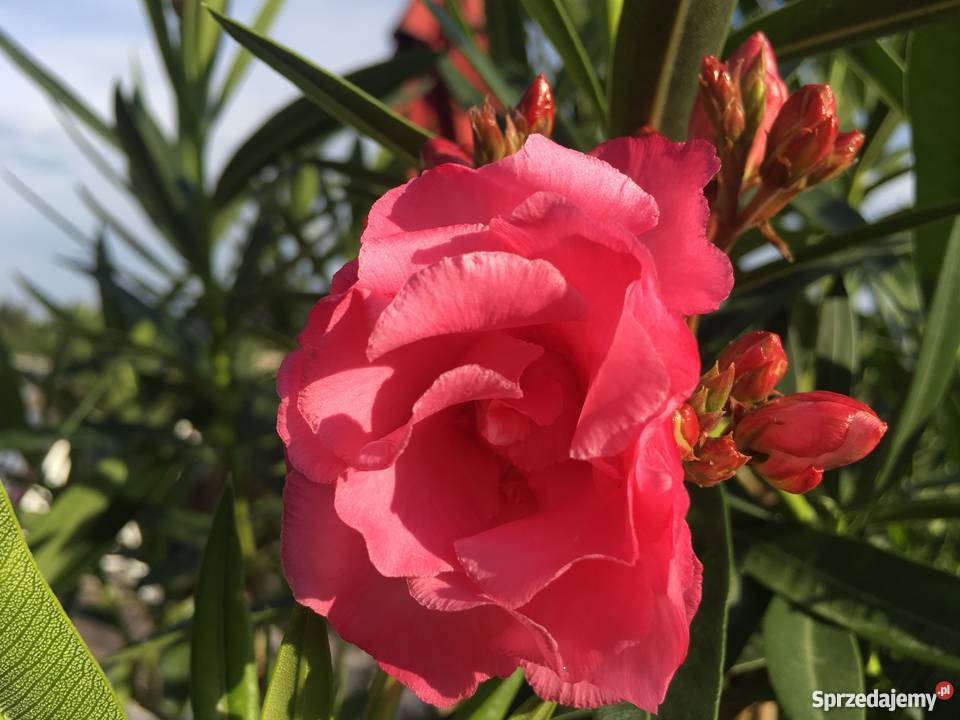 Oleander Variegata o pachnących kwiatach Brzeźnica
