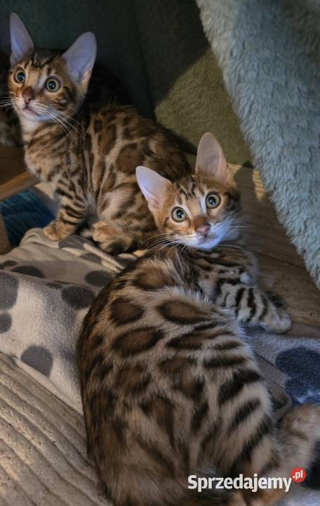 Kociaki Bengalskie gotowe do odbioru mazowieckie Józefów