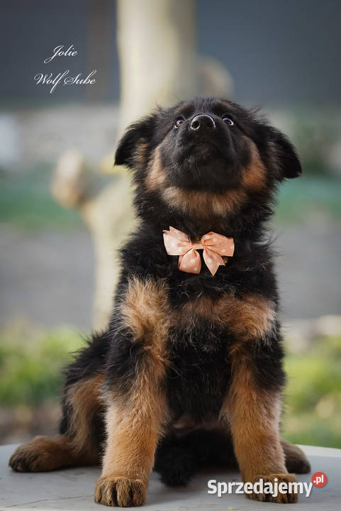 Owczarek niemiecki długowłosy ZKwP FCI z pełną Ozorzyce sprzedam