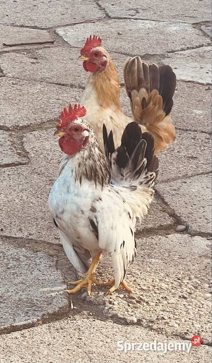 Seramy sprzedam śląskie Niezdara sprzedam