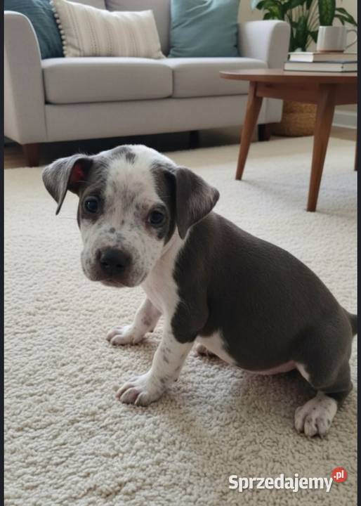 Amstaff Szczeniaki Radomsko