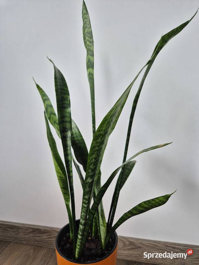 sansevieria wężownica
