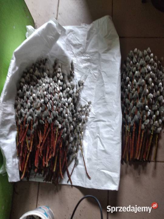 Bazie Wielkanocne żywe