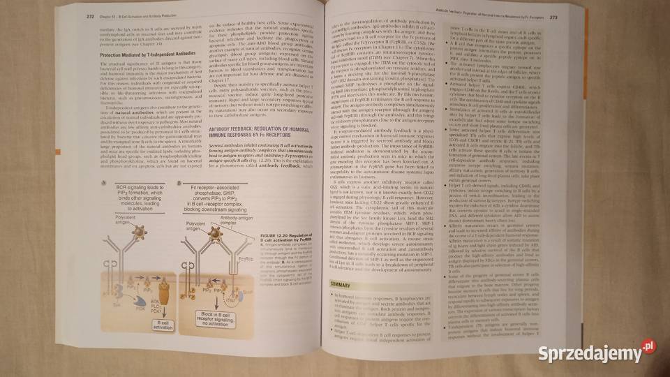 Cellular and Molecular Immunology Abul Abbas mazowieckie Warszawa