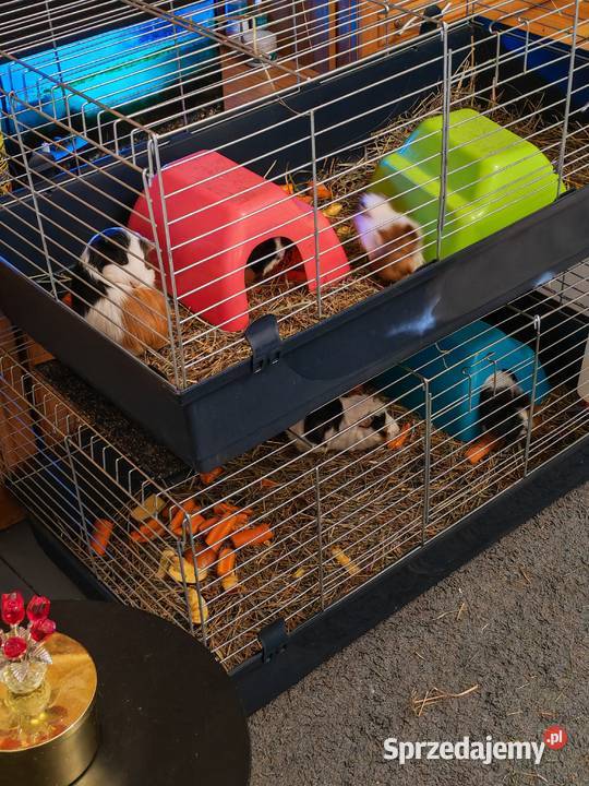 Sprzedam świnki morskie Wólka Zastawska