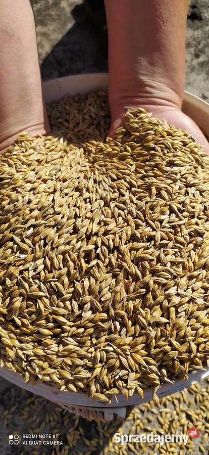 Jęczmień ozimy jakubus Malinowszczyzna sprzedam