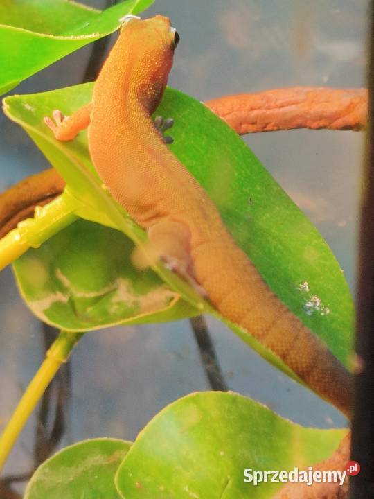 Felsuma złocista gruboogonowa Mielec