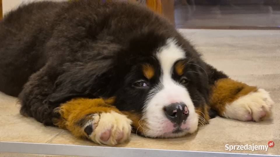 Berneński Pies Pasterski z rodowodem Berneński Pies Pasterski Wieluń