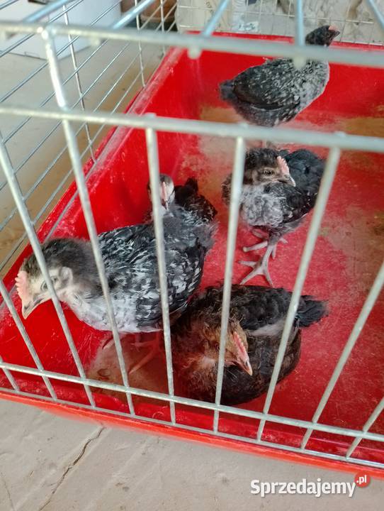 Sprzedam kogutki 5tyg Szopinek