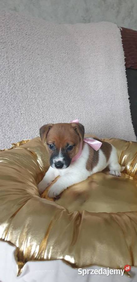 Jack Russell Terrier suczka