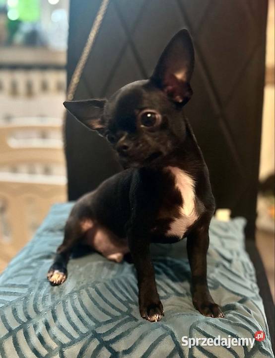 Chihuahua MALEŃKI piesek ZKwP Raczyce