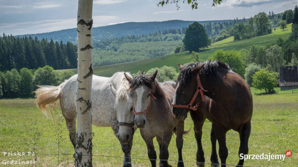 SPRZEDAM PENSJONATobok PolanicyZdrojuSUDETY 3245zł/m2 Chocieszów