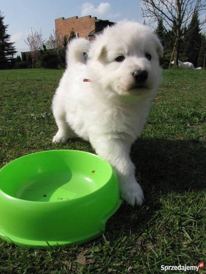 Biały Owczarek Szwajcarski szczenięta długowłose Pabianice