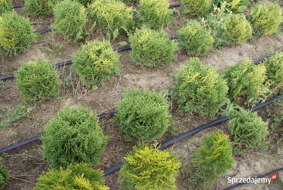 Tuja Tinetim 30 kulka Kraków Wawrzeńczyce