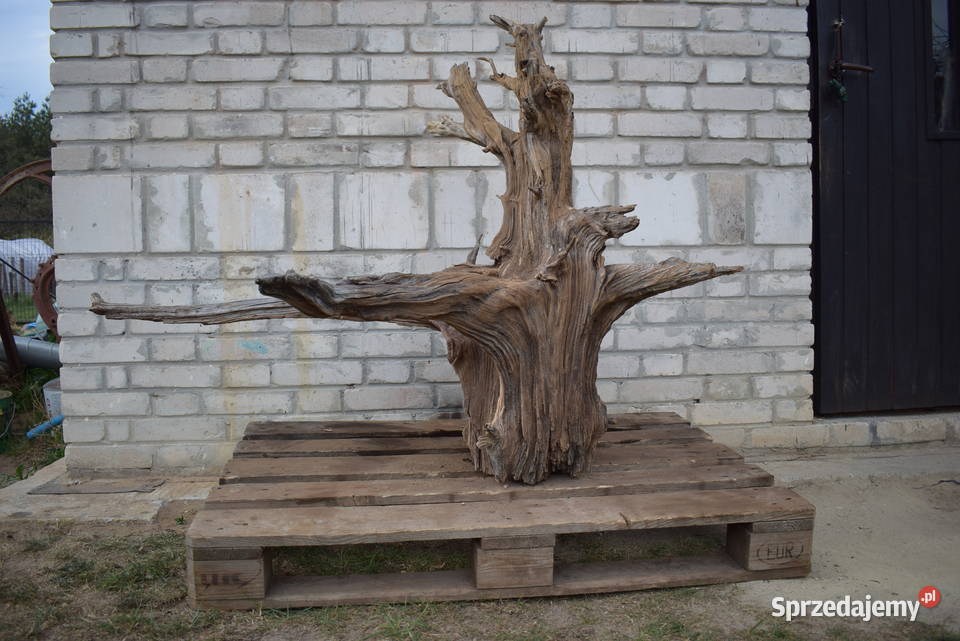 Korzeń ozdobny do ogrodu świętokrzyskie Połaniec