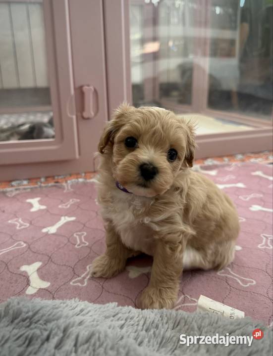 Maltipoo malutka dziewczynka Kraków sprzedam