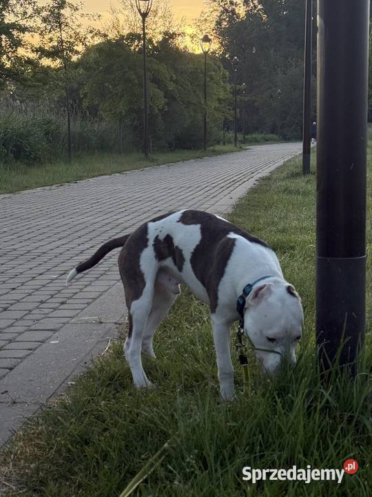 Sprzedam 8 miesięcznego Amstaffa Świebodzin