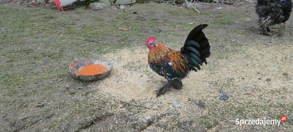 Kury liliputy Tokarówka