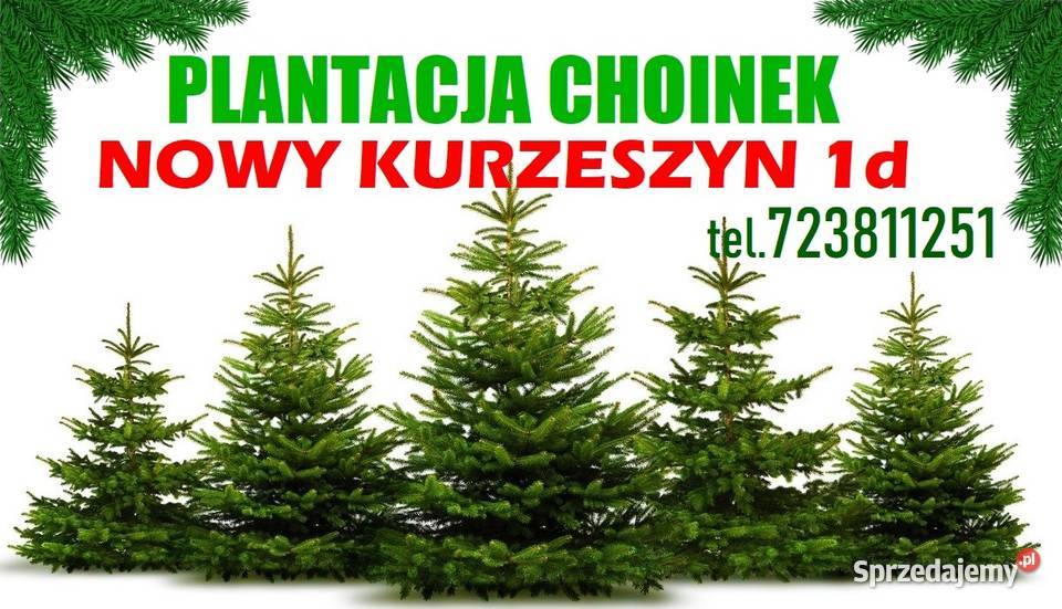 Świerk Zielony pachnący Srebrny Duża Żywa Rawa Mazowiecka