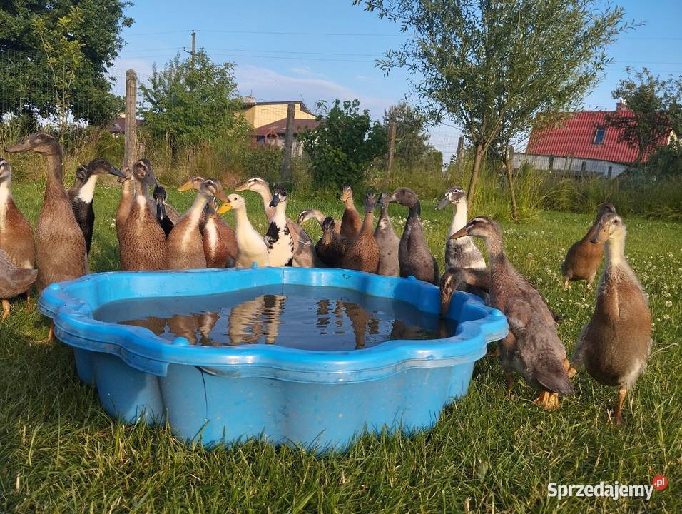 Biegusy indyjske Oświęcim sprzedam