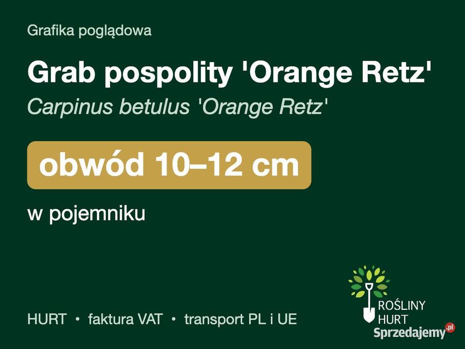 Grab pospolity Orange Retz obwód 1012 w