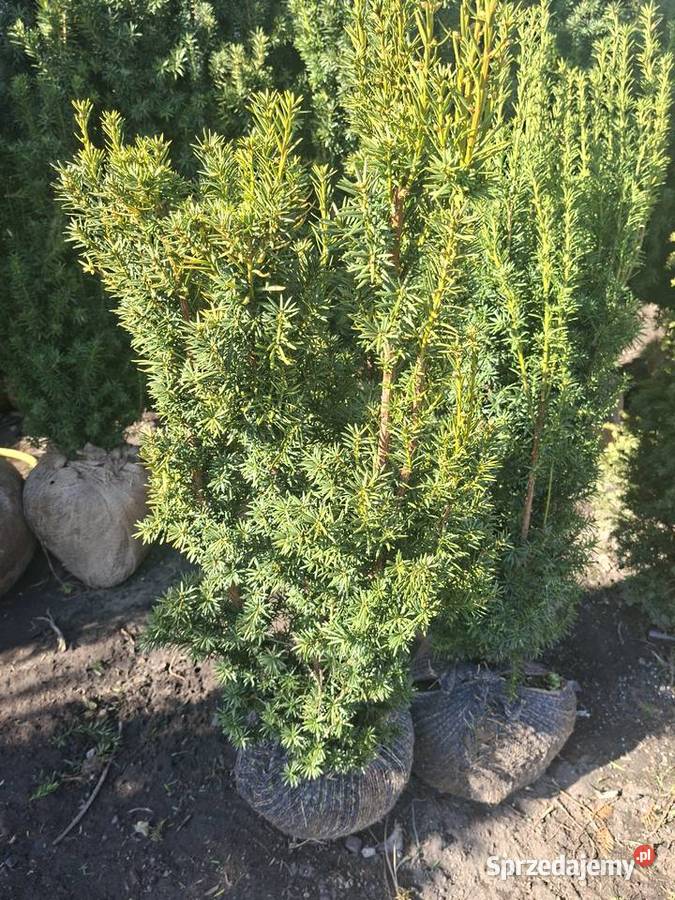 Cis Hicksi SzybkorosnącyGęsty Żywopłot Mszczonów