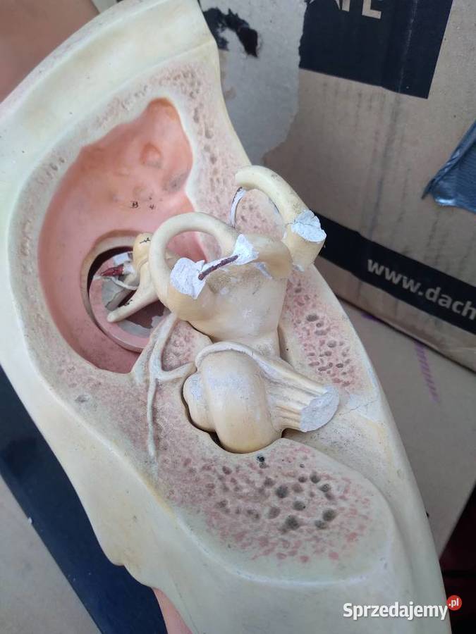 Model ucha ludzkiego anatomiczny Przedbórz