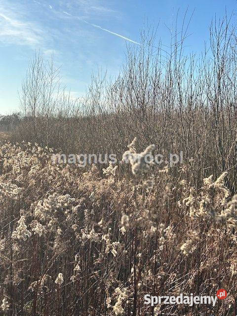 Oferuję działke inwestycyjną w Jerzmanowie Wrocław