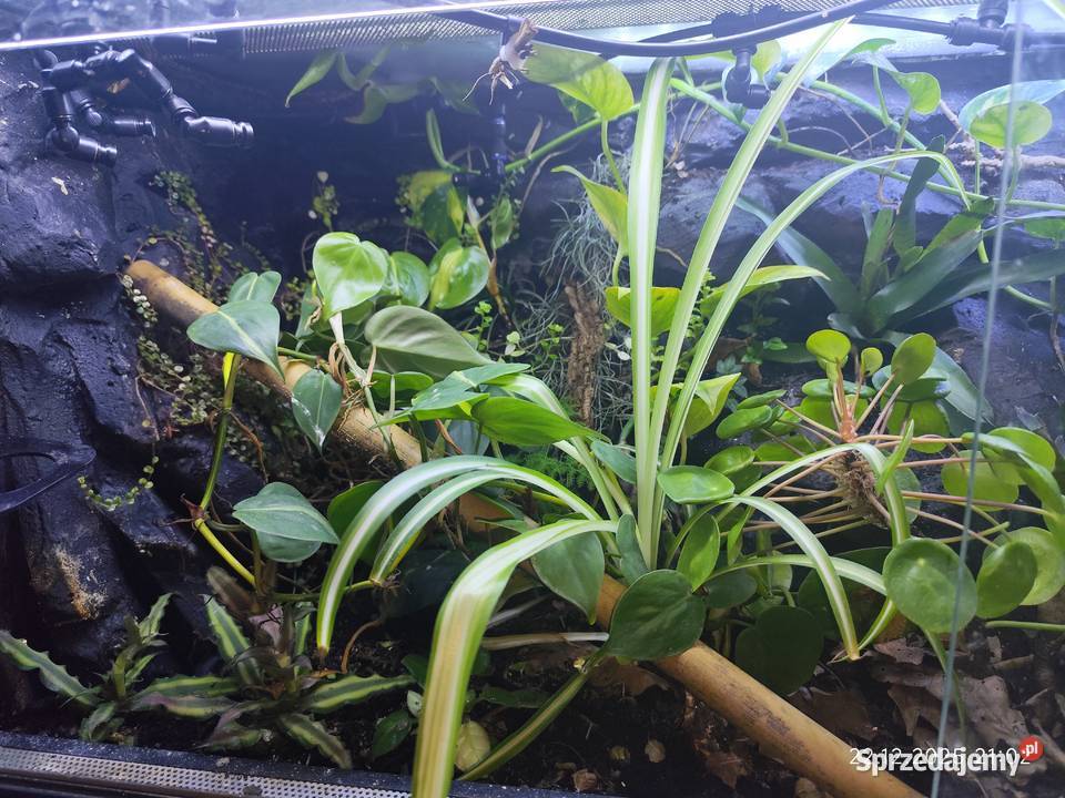 Rośliny terrarium Akcesoria dla zwierząt podlaskie Białystok
