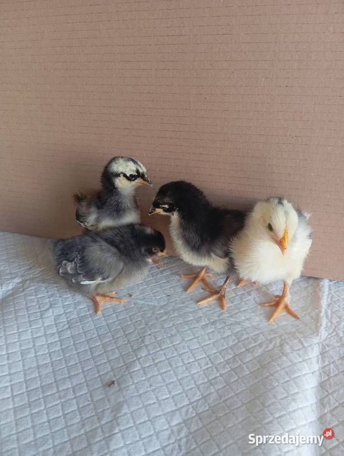 Kurczaki Silverudd Marans Tęczanka Czernichowska Stare Kurowo sprzedam