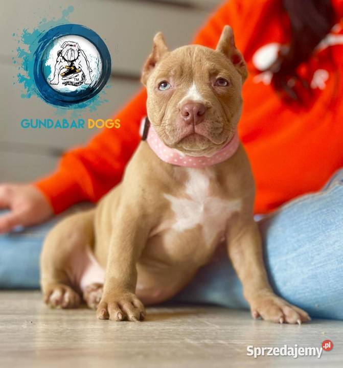 American Bully ABKC suczka Amstaff Koło