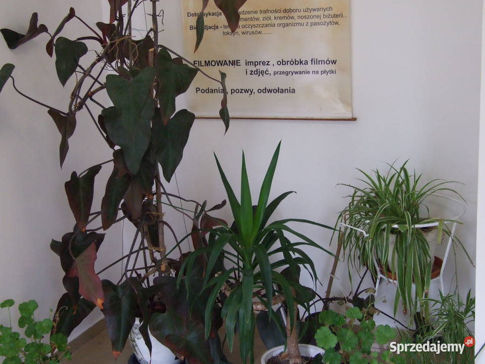 Ozonowanie ozonatory świętokrzyskie Kielce