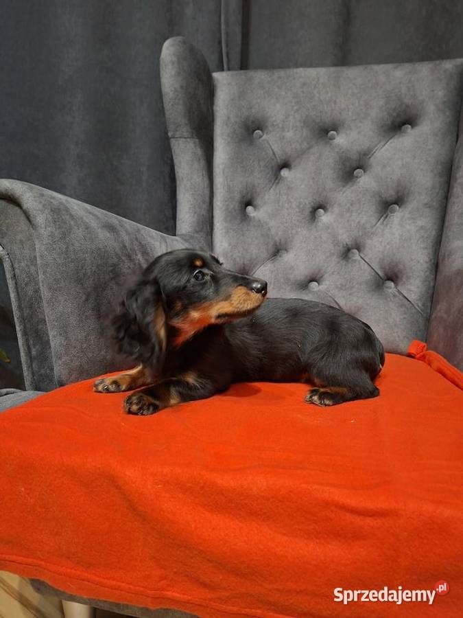 Jamnik długowłosy suczka mazowieckie Żyrardów