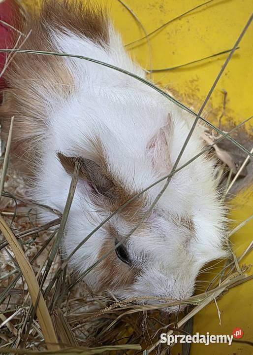 Świnka morska cavia domowa cawia Gryzonie Tarnów