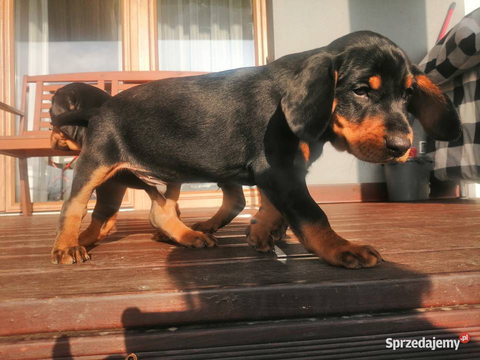 Szczeniaki Gończy słowacki kopov podkarpackie Jasło