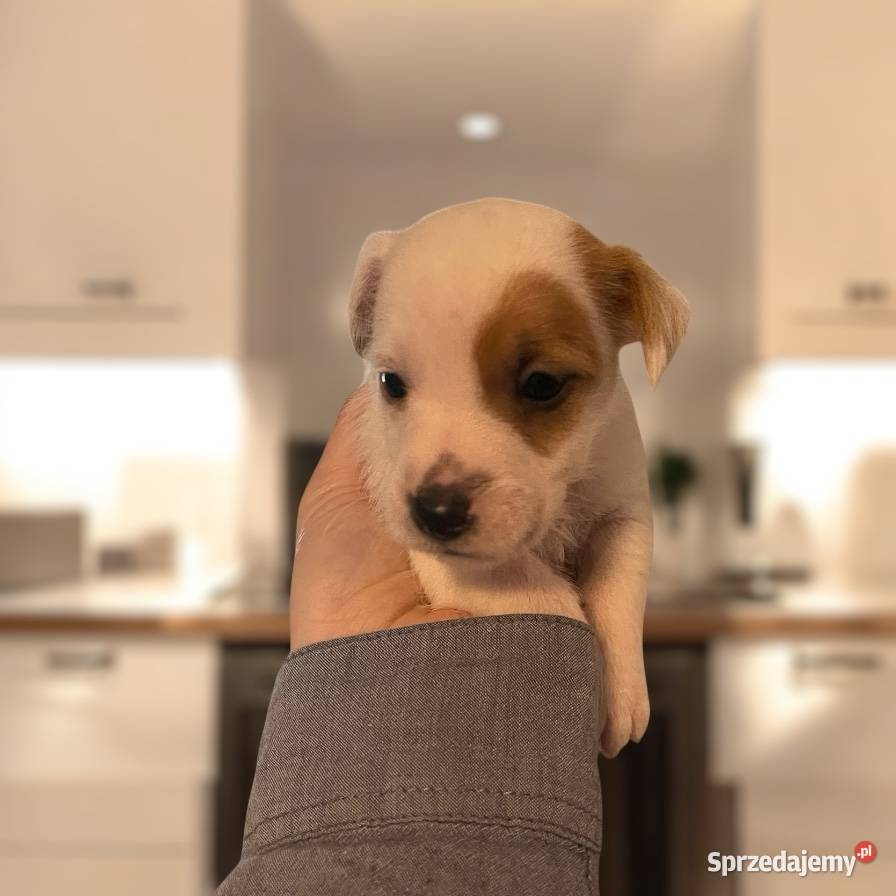 Szczeniaki Jack Russell Terrier dolnośląskie Legnica