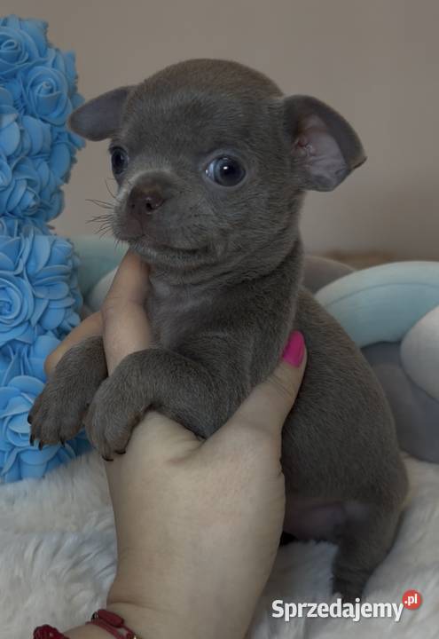 Chihuahua mini piesek krótkowłosy liliowy mini Bełchatów