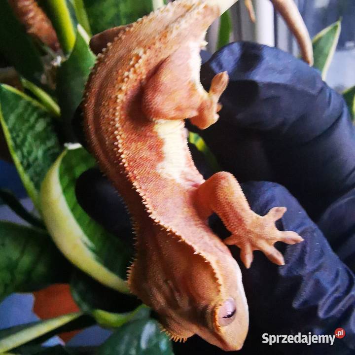 Samica gekona orzesionego phantom lilli white Kraków