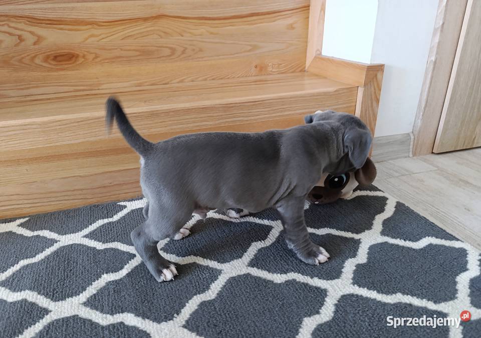 Amstaff błękitne szczenięta