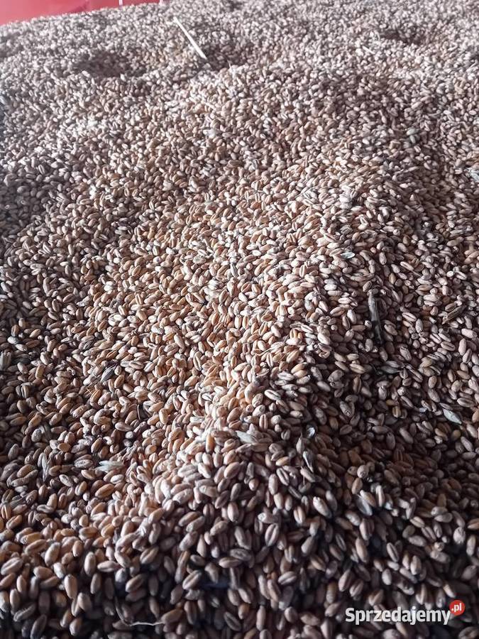 Pszenica ozima Lipiny