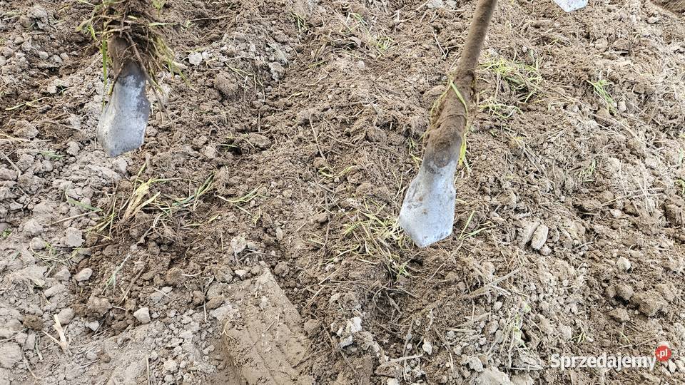 Kultywator omne 3m bezorkowy agregat gruber Brodnica