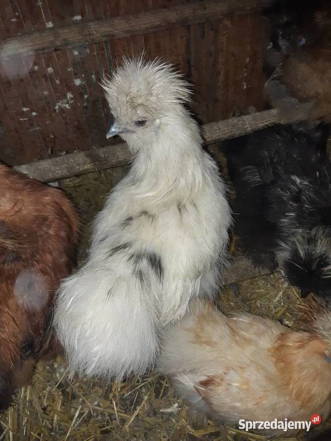 Silka silki koguty Poddębice