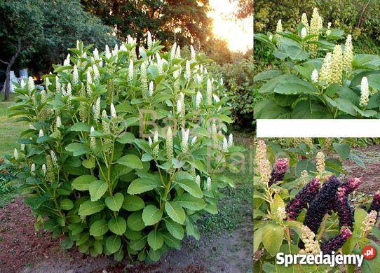 szkarłatka chińska Rośliny dolnośląskie Oława