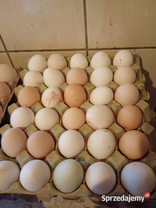 Wiejskie jajka z wolnego wybiegu Delikatesy