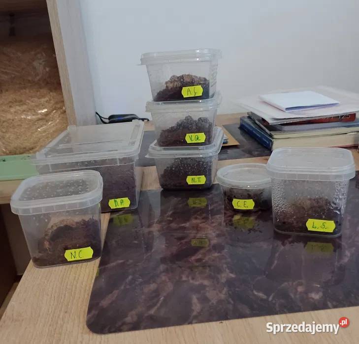 Ptaszniki Davus pentaloris Nhandu tripepi itp mazowieckie